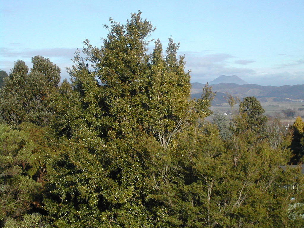 Crestwood Bed And Breakfast Whakatane Εξωτερικό φωτογραφία